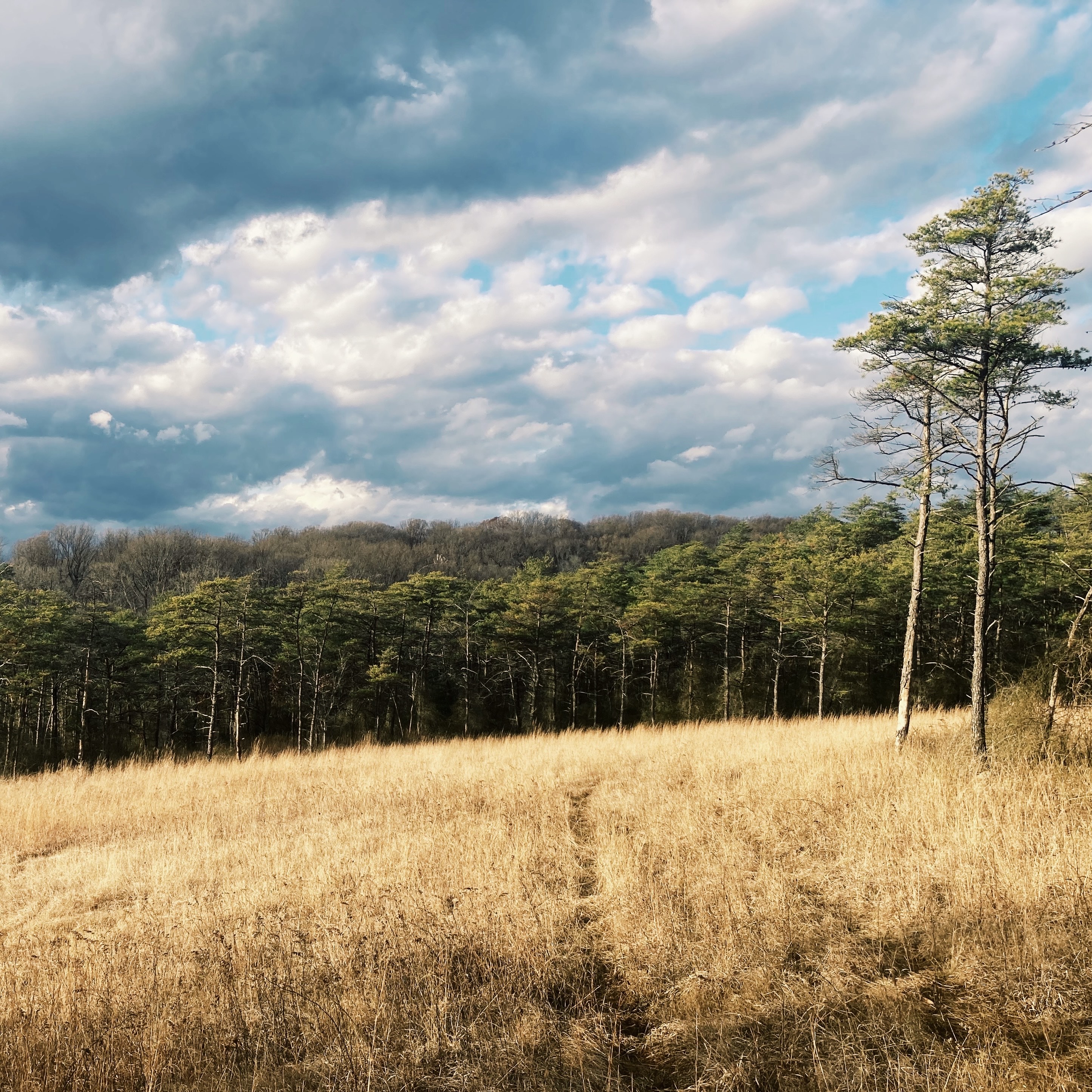 Lake Roland Serpentine Barrens